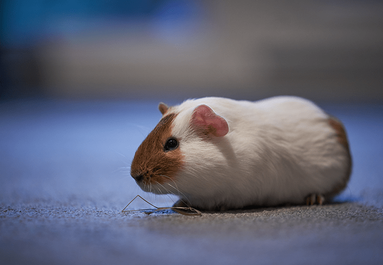Exotics & Pocket Pets