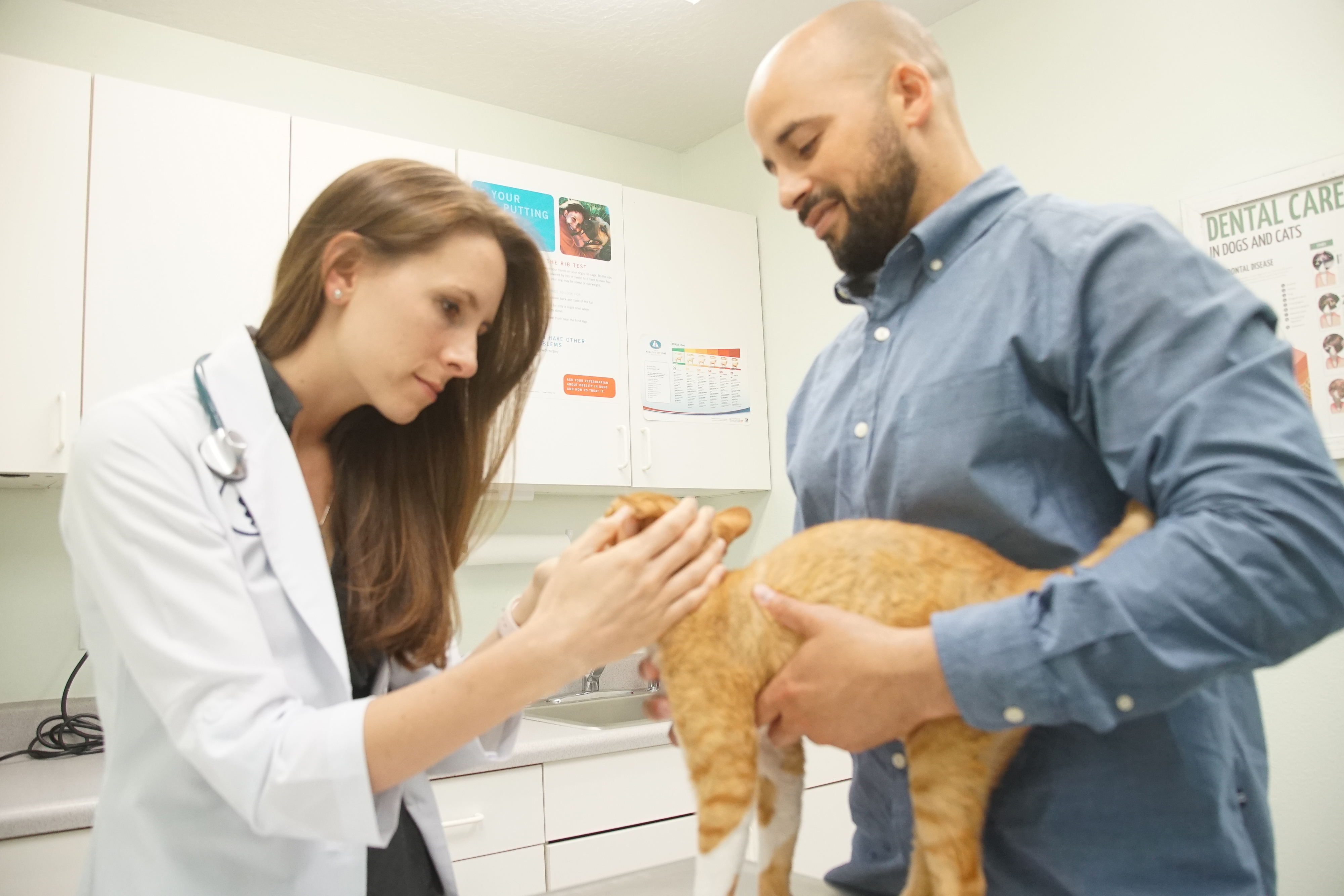 Doctor examining cat