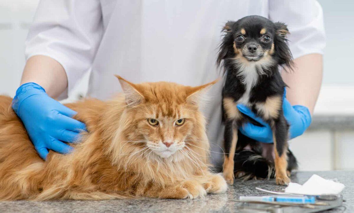 A large orange cat and small black dog sit side by side.